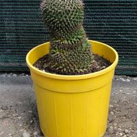 Mammillaria, pianta grassa.