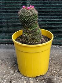 Mammillaria, pianta grassa.