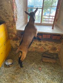 Capretta camosciata delle alpi