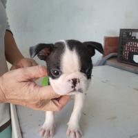 Cani boston terrier