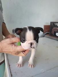 Cani boston terrier