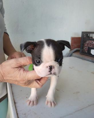 Cani boston terrier