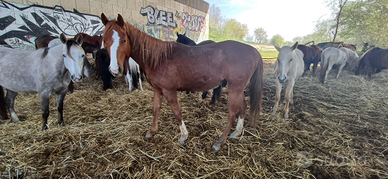 Pony quarter 3 anni