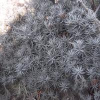 Tillandsie cespugli a scelta