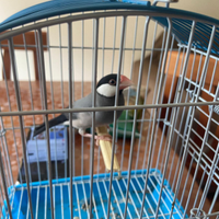 Padda Fringuello di Giava