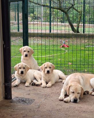 Cuccioli Labrador gialli
