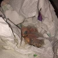 Pulli inseparabili mutazione blu