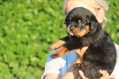 cuccioli rottweiler disponibili a settembre