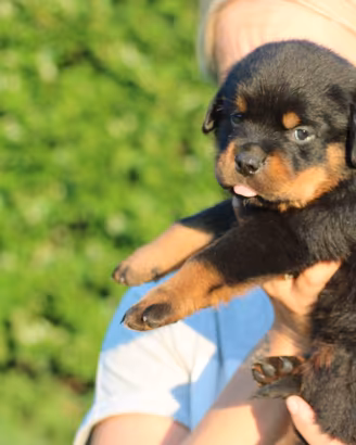 cuccioli rottweiler disponibili a settembre