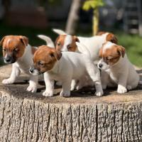 Cuccioli di Jack Russell Terrier con Pedigree ENCI