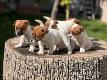 Cuccioli di Jack Russell Terrier con Pedigree ENCI