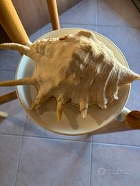 Conchiglia da collezione