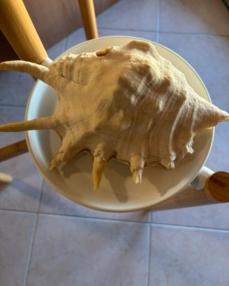 Conchiglia da collezione