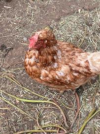 Galline