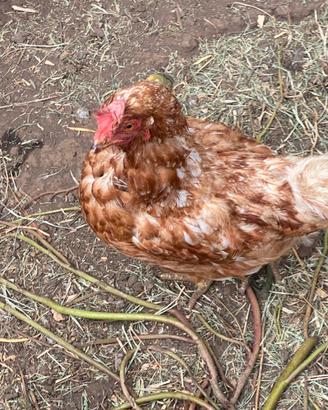 Galline