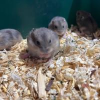 Ragalo criceti russi campbell