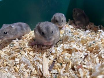 Ragalo criceti russi campbell