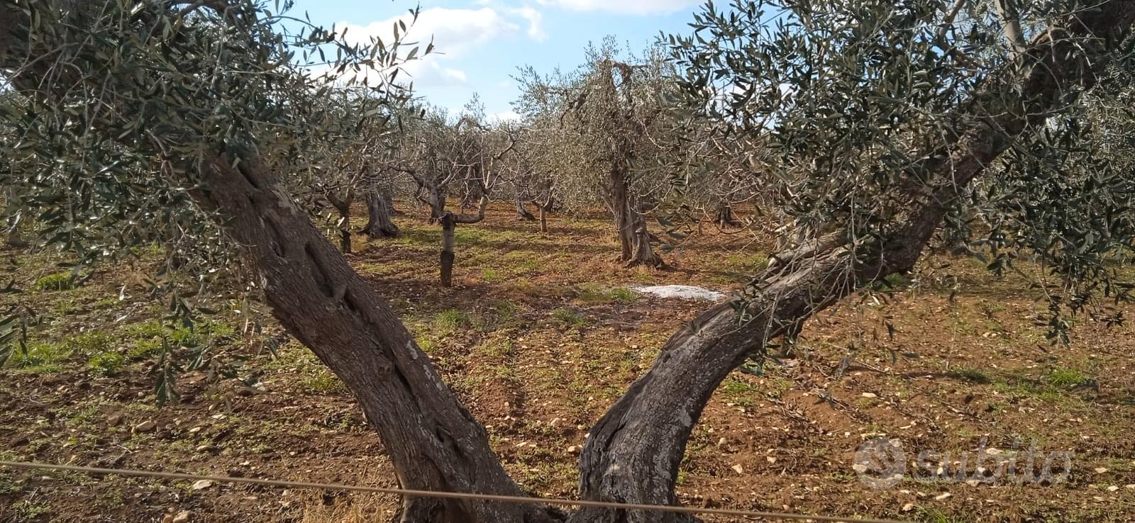 Terreno agricolo con impianto idrico - Vista 2
