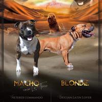Staffordshire bull terrier