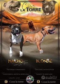 Staffordshire bull terrier