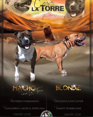 Staffordshire bull terrier