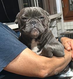 Bulldog Francese