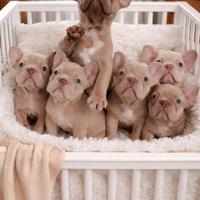 Cuccioli Di Bulldog Francese