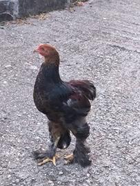 Coppia brahma