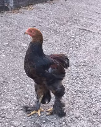 Coppia brahma