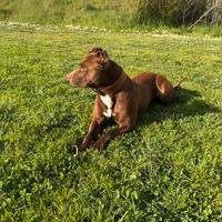 Pitbull in adozione