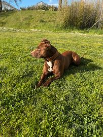 Pitbull in adozione