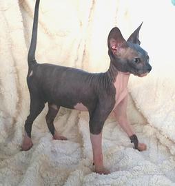 Gattino don sphynx blu e bianco