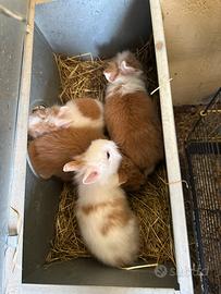 Coniglietti nani testa di leone