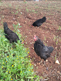 Galli e galline nane