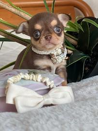 Chihuahua cioccolato