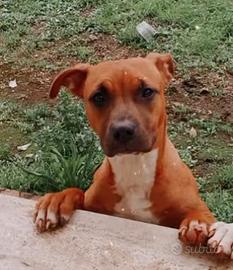 prenotato cuccioli di Pitt puri kfc