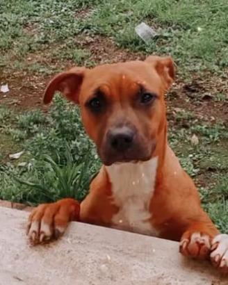 prenotato cuccioli di Pitt puri kfc