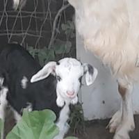 Capretti a coppia da compagnia