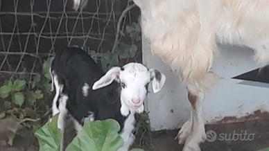 Capretti a coppia da compagnia