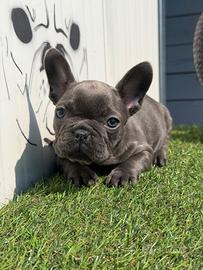 Bulldog francese