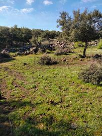 Terreno - Francofonte