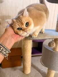 Femmina British Shorthair Golden Rehoming