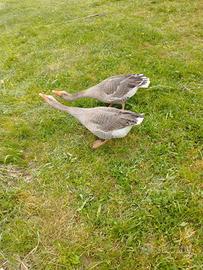 Coppia oche selvatiche