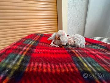 Pulli d inseparabili da imbecco