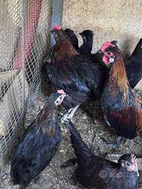 Coppia gallo gallina razza nana