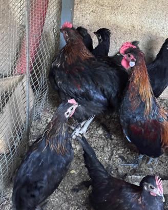 Coppia gallo gallina razza nana