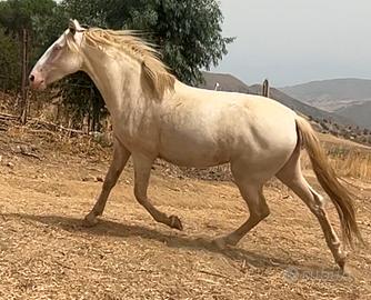 Puledra di 30 mesi