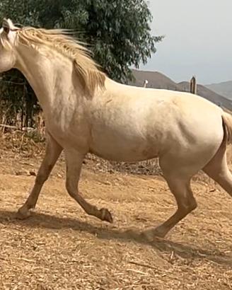 Puledra di 30 mesi