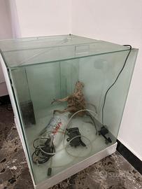 Cubo acquario Discus