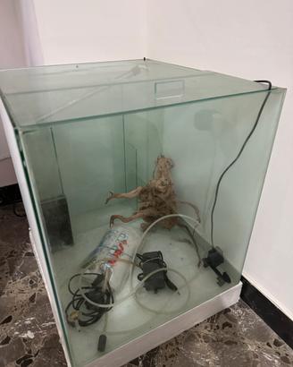 Cubo acquario Discus